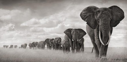 Canvas African elephant artwork